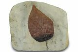 Fossil Leaf (Beringiaphyllum) - Montana #305917-1